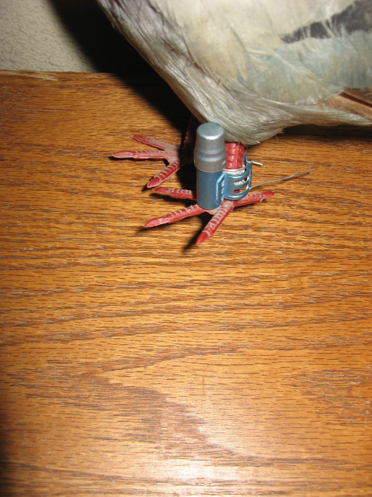~~Rare~WWII~(1) Leg Swiss Army Pigeon Message Capsule~~ NOS~~