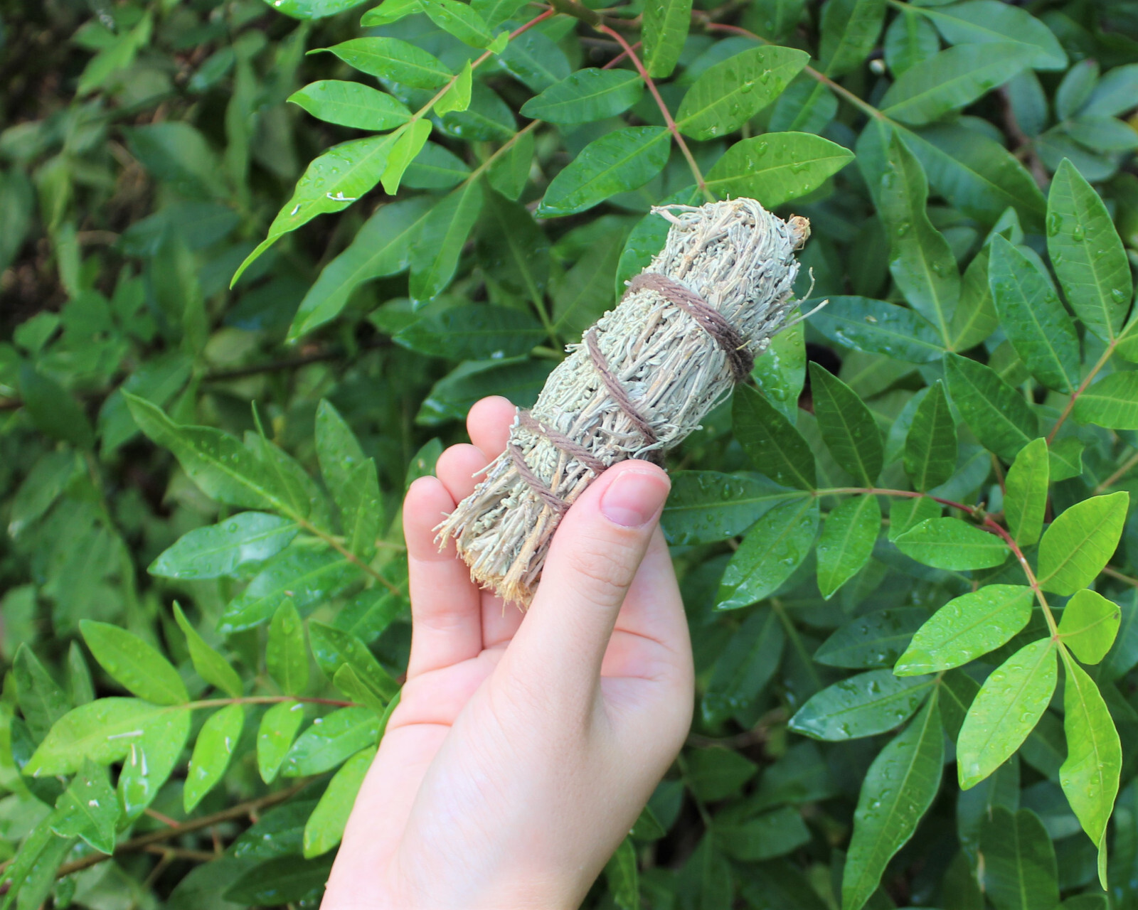Desert Sage Smudge Stick 3″ – 4″ Bundle (Wand Incense Remove Negative Energy)
