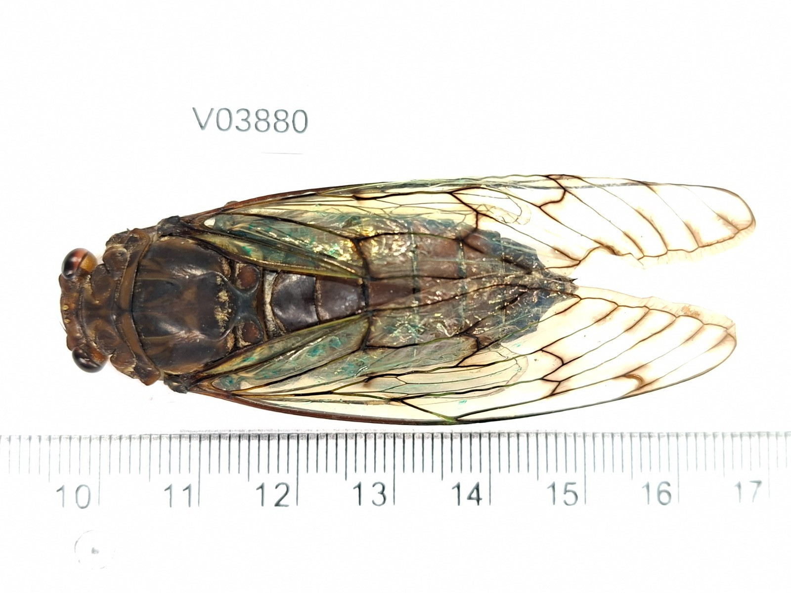 V03880. Unmounted insects, Cicada sp. North Vietnam