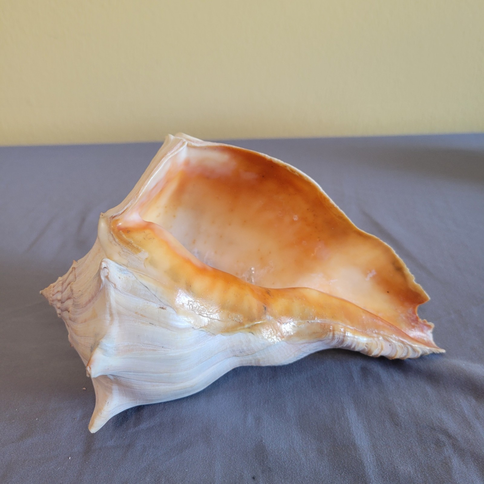 Large Conch Natural Seashell 6″