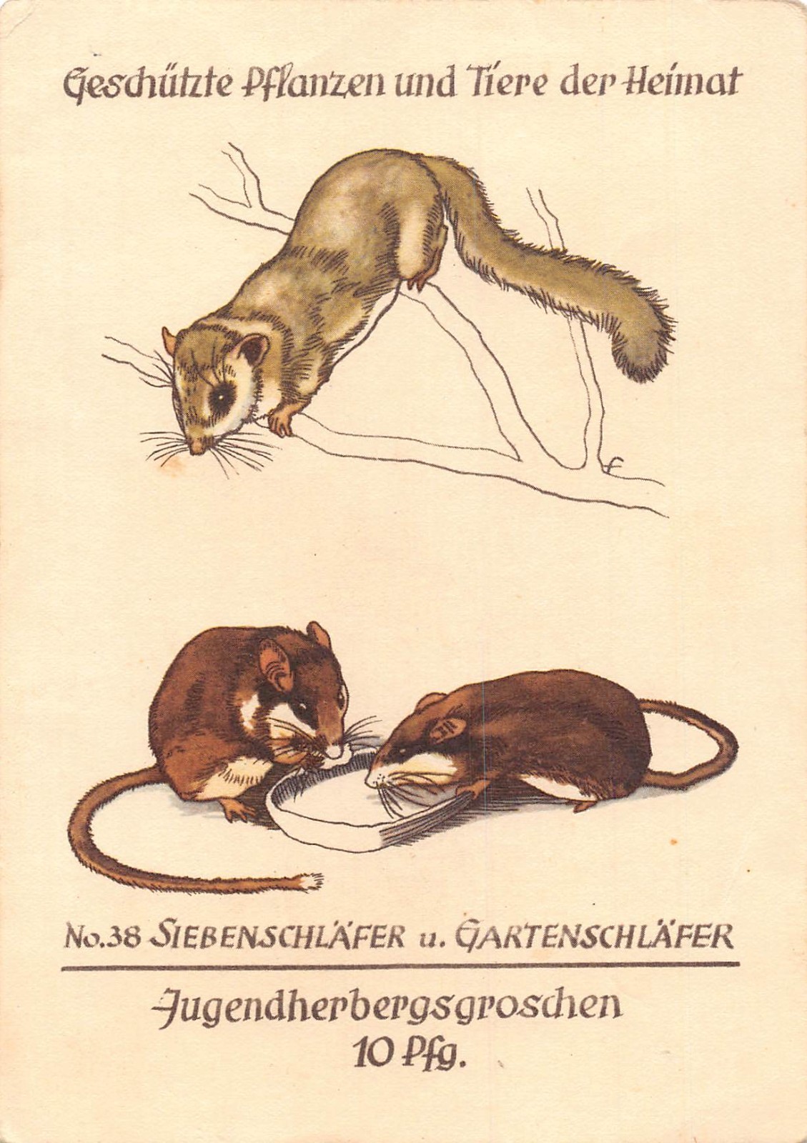 Protected Plants and Animals Dormice Youth Hostel Advertising postcard B755
