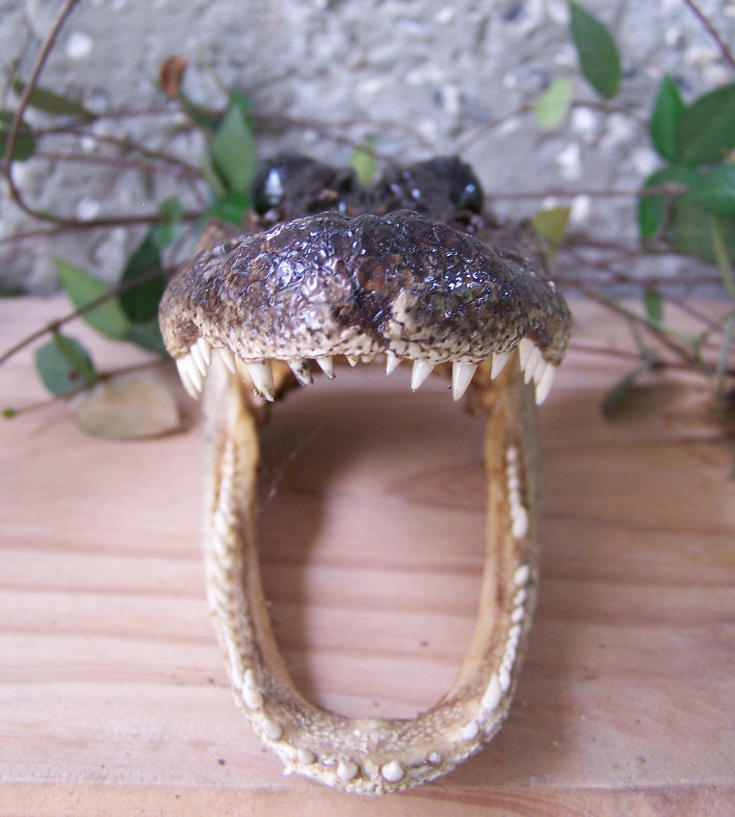 AMERICAN ALLIGATOR HEAD 6″+ SKULL TAXIDERMY GATOR TEETH XL REPTILE SWAMP REAL