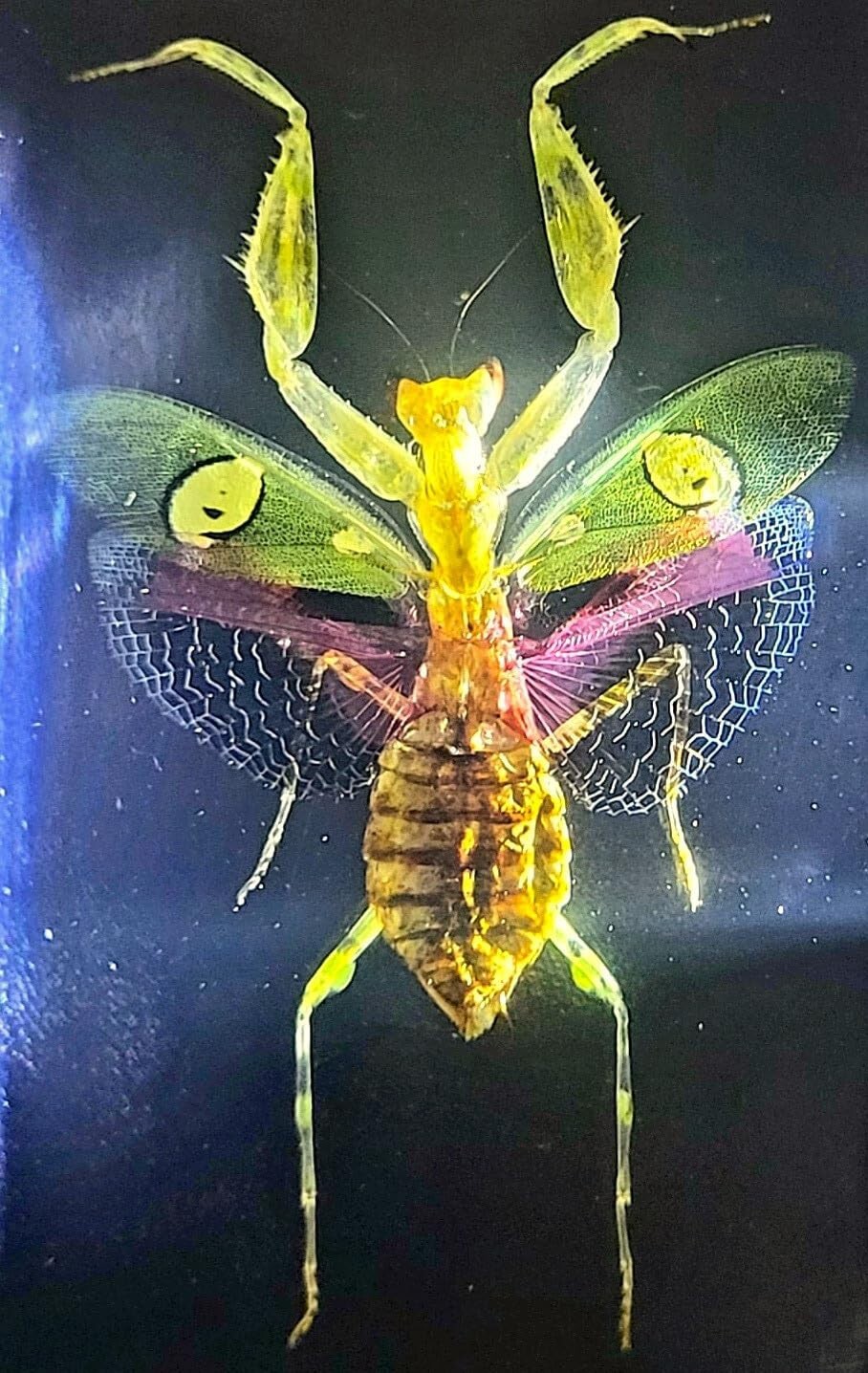 Real 73mm Jeweled Flower Mantis in Clear Lucite Resin Science Education Specimen