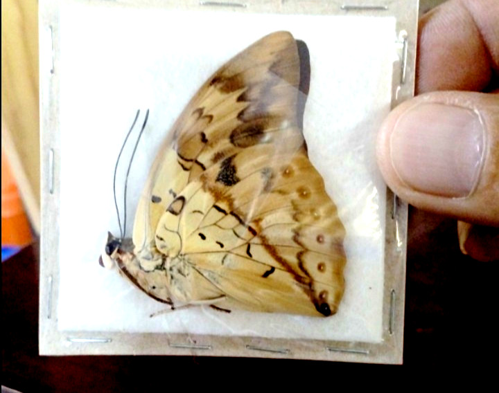 prepona lycomedes