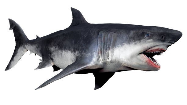 Megalodon Tooth Display Stand – Size XL – 4.0″ to 4.5″ – Includes Name Plate