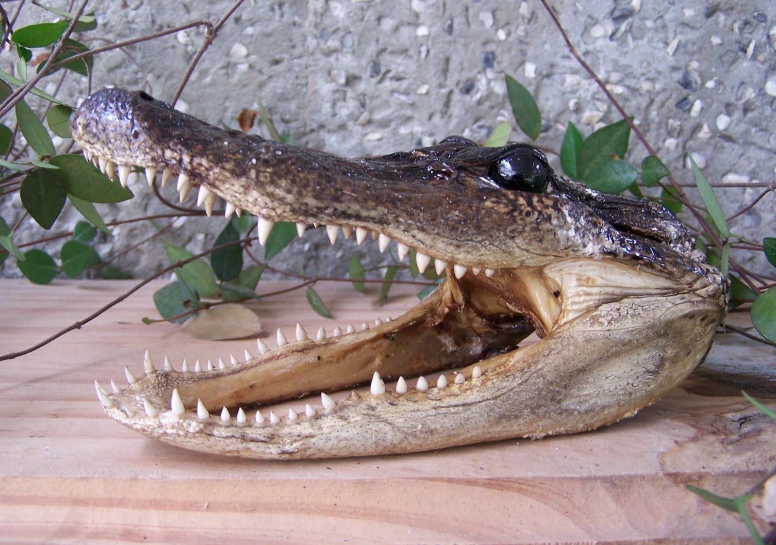 AMERICAN ALLIGATOR HEAD 6″+ SKULL TAXIDERMY GATOR TEETH XL REPTILE SWAMP REAL