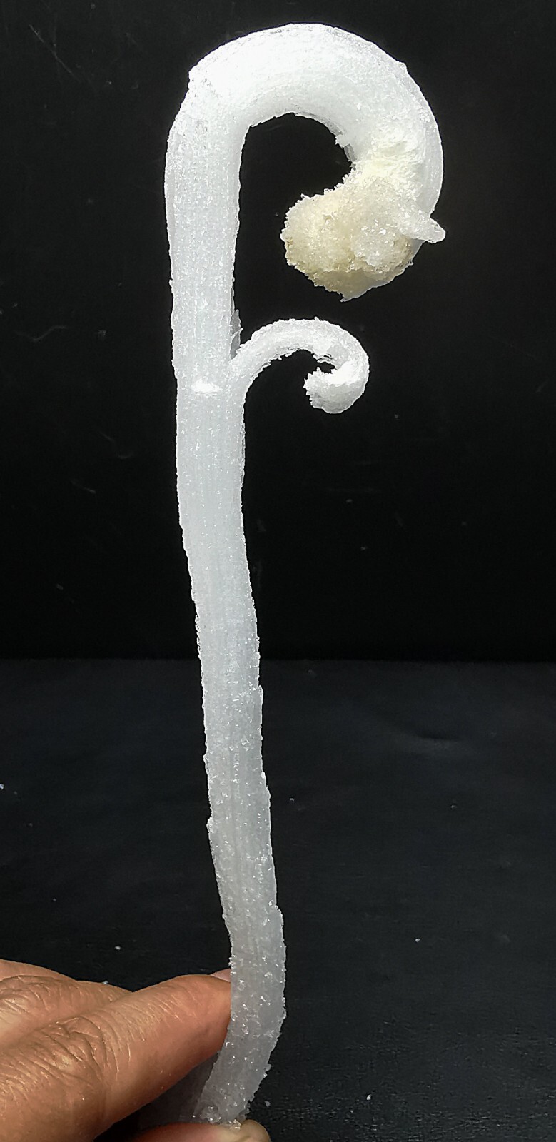 50gNatural ‘Ram’s Horn’ shape Selenite (Gypsum), Natural Mineral Specimen