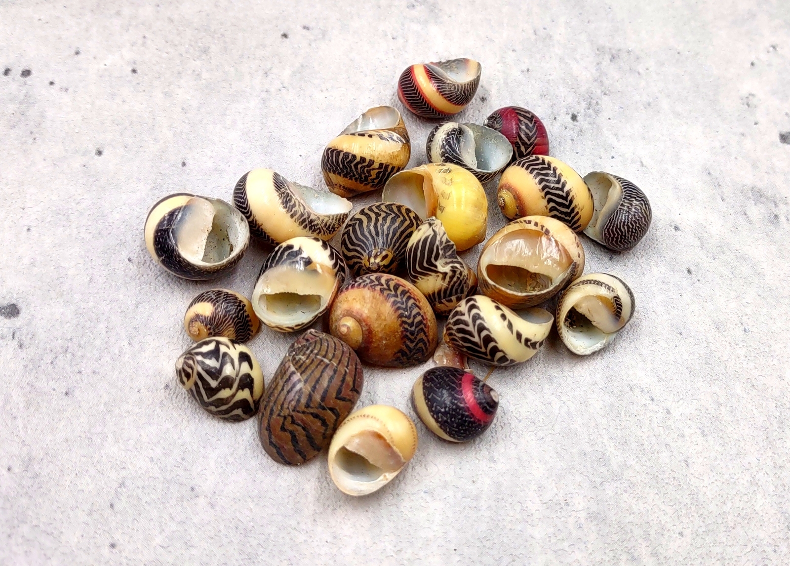 Zigzag Nerite Seashells Yellow Brown Red Neritina Approx. 20 shells 0.5+ inches