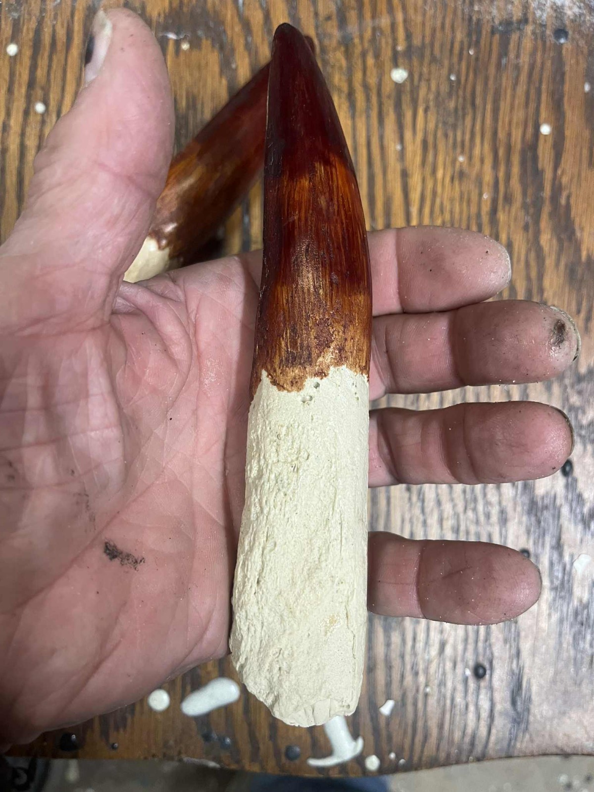 7 INCH LONG SPINOSAURUS REPLICA TOOTH FOSSIL SPINOSAUR DINOSAUR BONE MODEL NICE