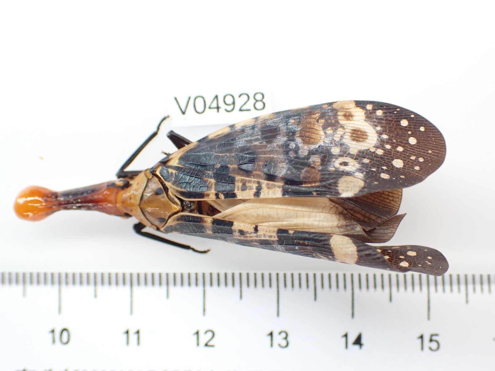 V04928. Unmounted insects: Cicada sp. North Vietnam