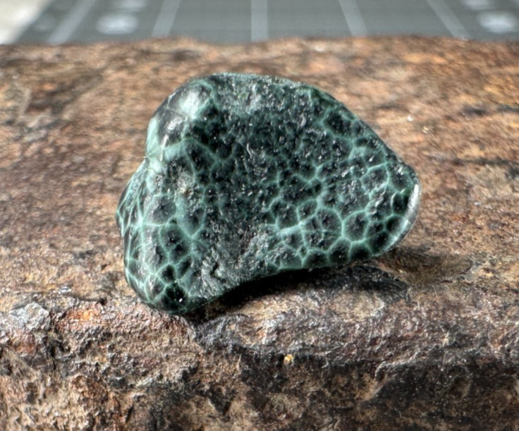 ➤5.00 Ct Lake Superior GREENSTONE(Chlorastrolite)UP Michigan Gem Isle Royal➤1162
