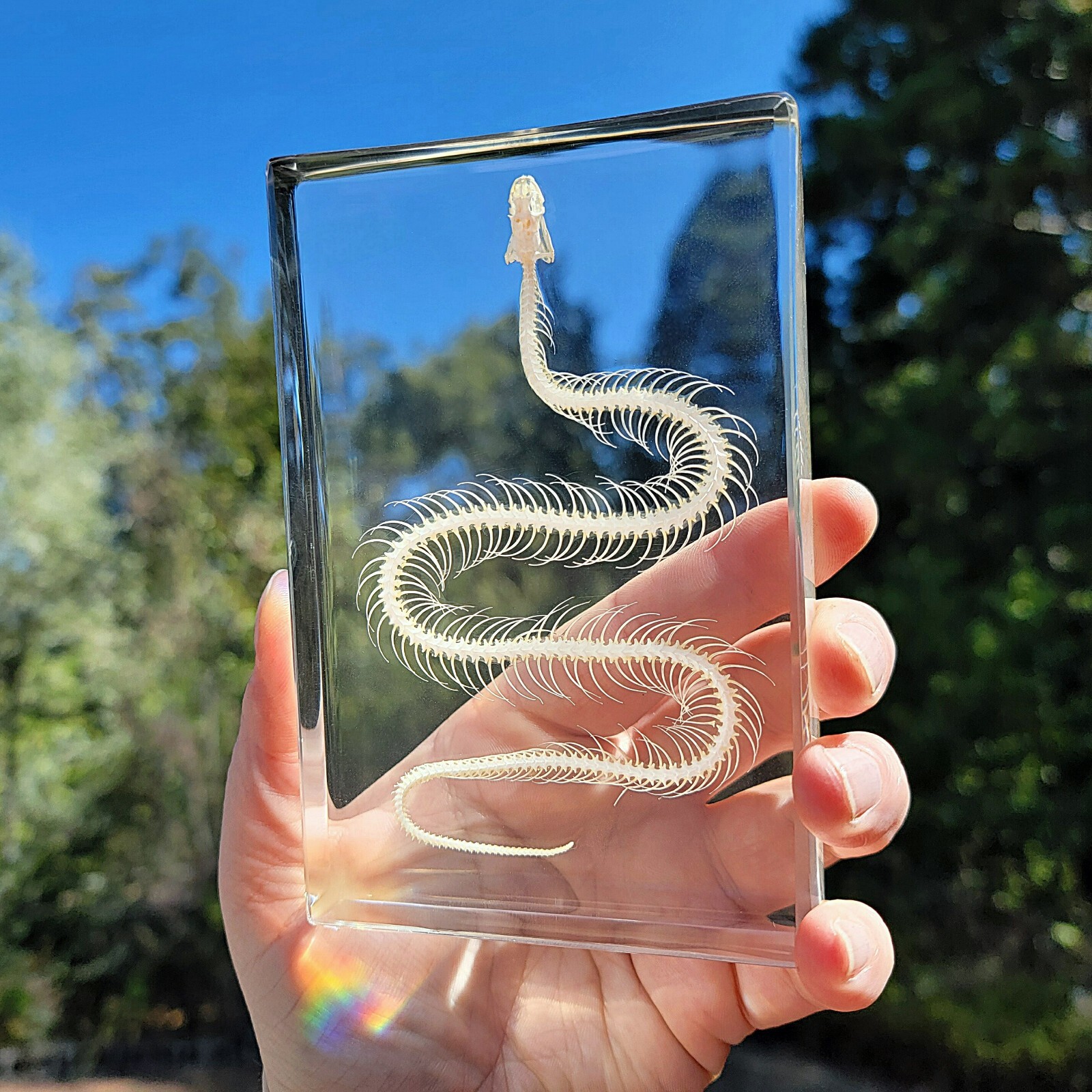 Large Snake Skeleton In Resin, Animal Skeletons, Oddities, Hypsiscopus Plumbea