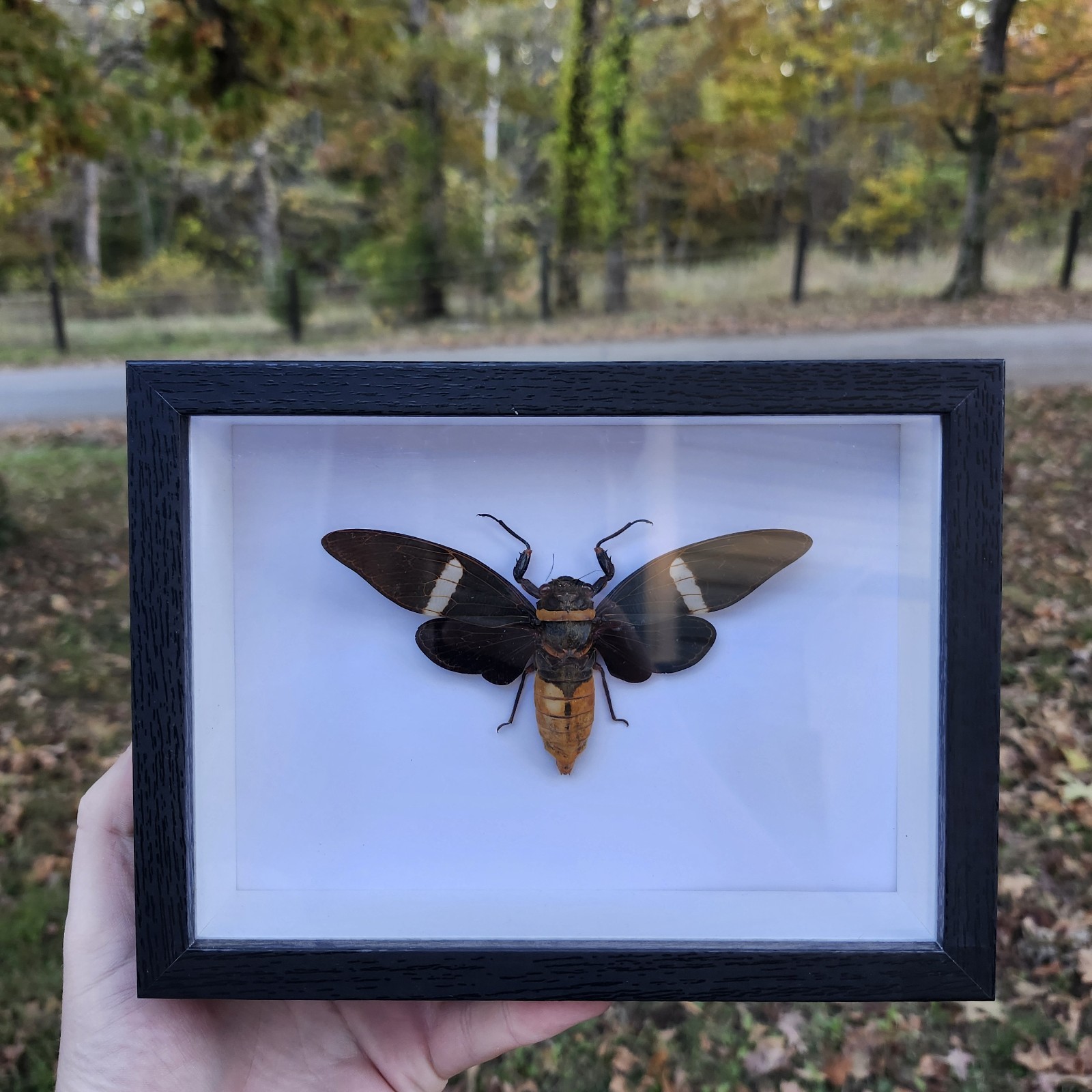 Real framed Large Banded Cicada Shadowbox Taxidermy Insect Bug Beetle Butterfly