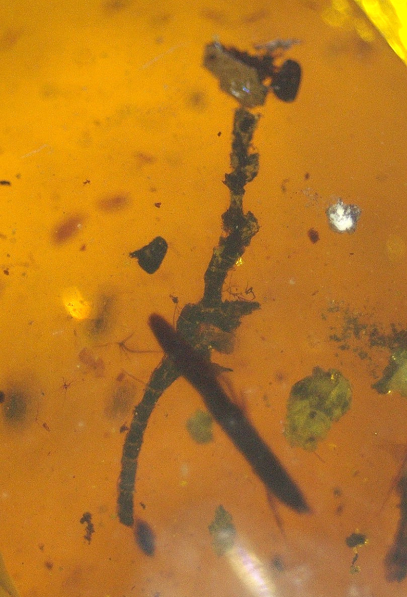 Spotted Leaf with Branch Insects in Burmese Burmite Amber Fossil Dinosaur Age