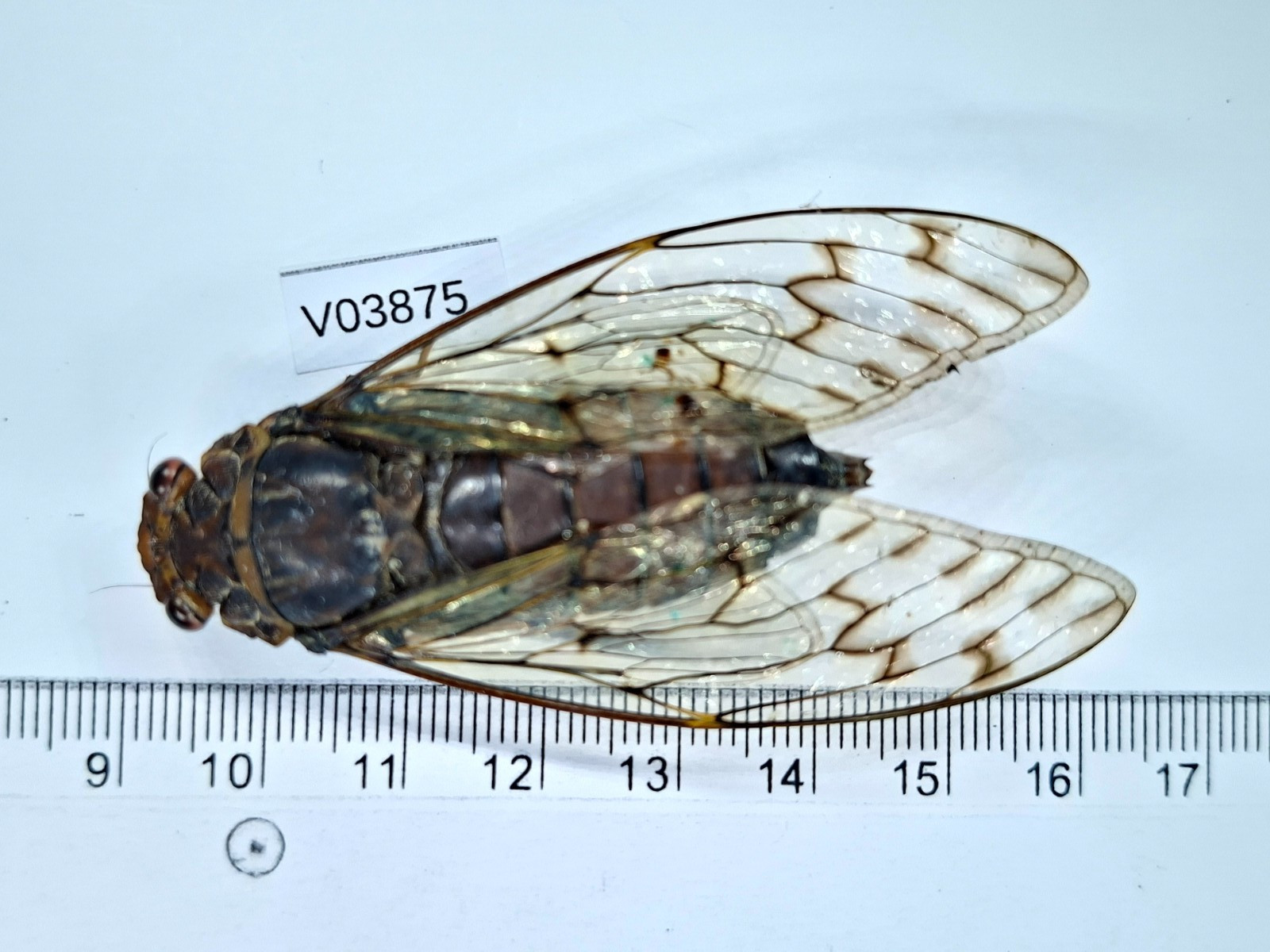 V03875. Unmounted insects, Cicada sp. North Vietnam