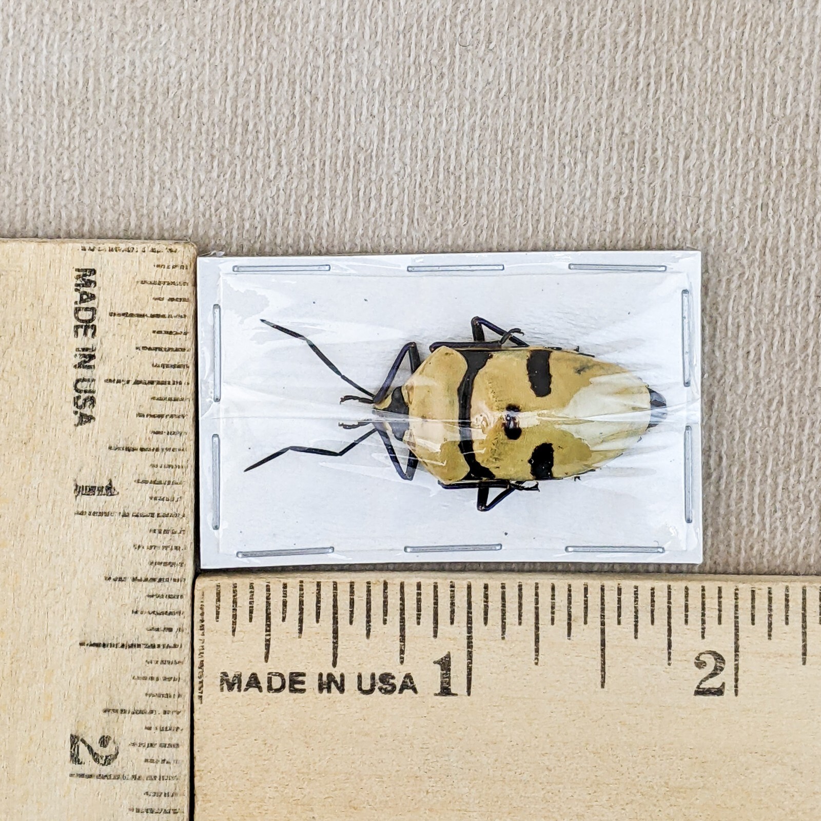 Man Faced Beetle specimen Death Head Entomology Taxidermy curiosity craft
