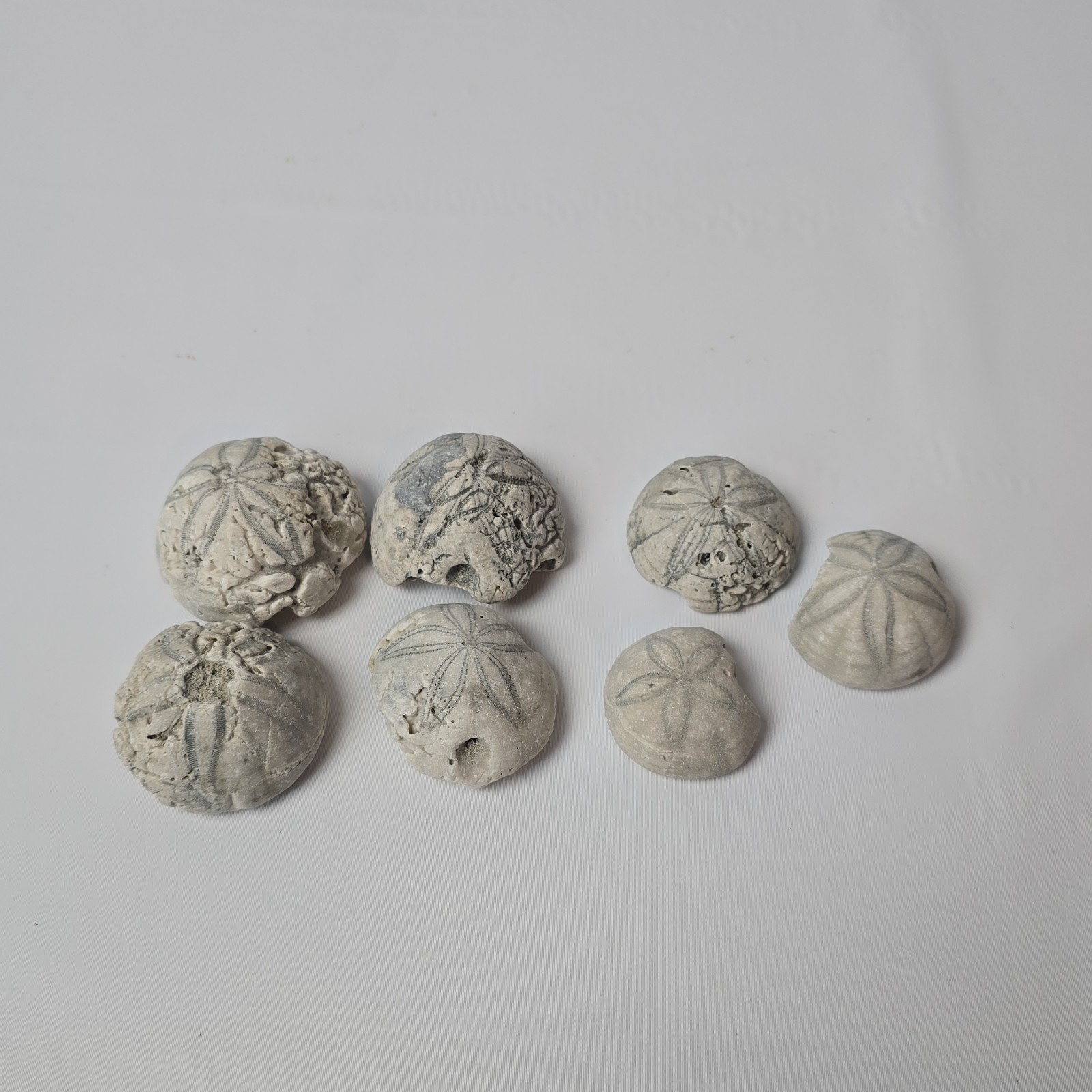 Sea Biscuits Fossil Lot of 7 – 12.3oz Total