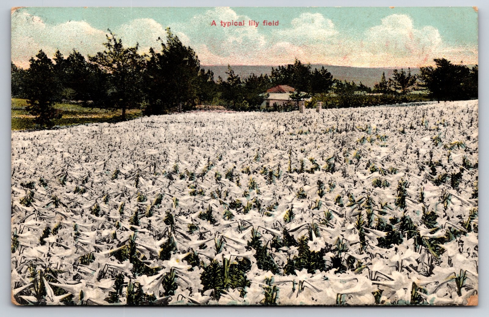 Bermuda Lily Field Printed in Germany Postcard