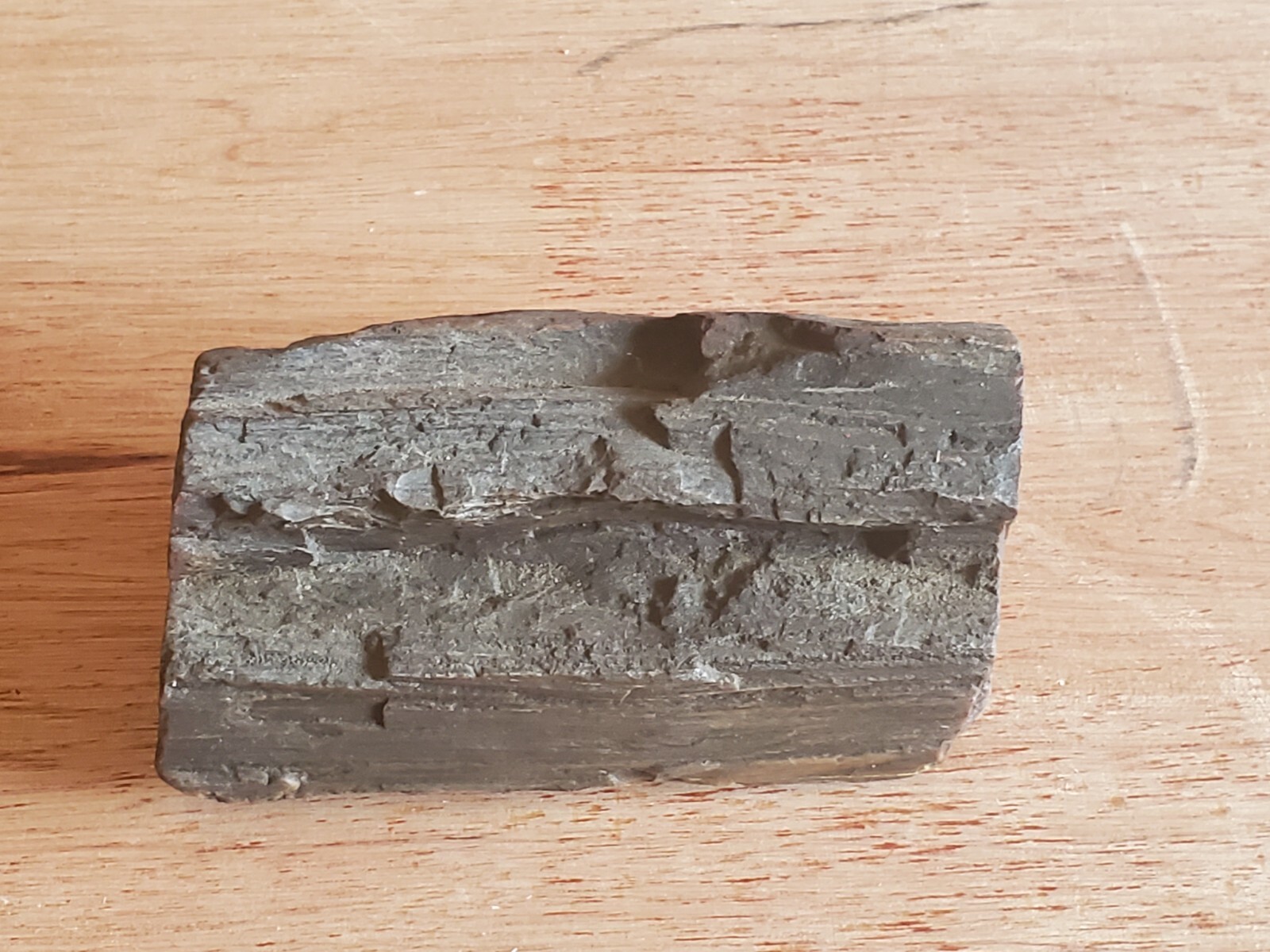 Petrified Wood Tree Log Branch 1+ Pounds Fossil Fossilized 2″ x 4-1/2″ x 2″