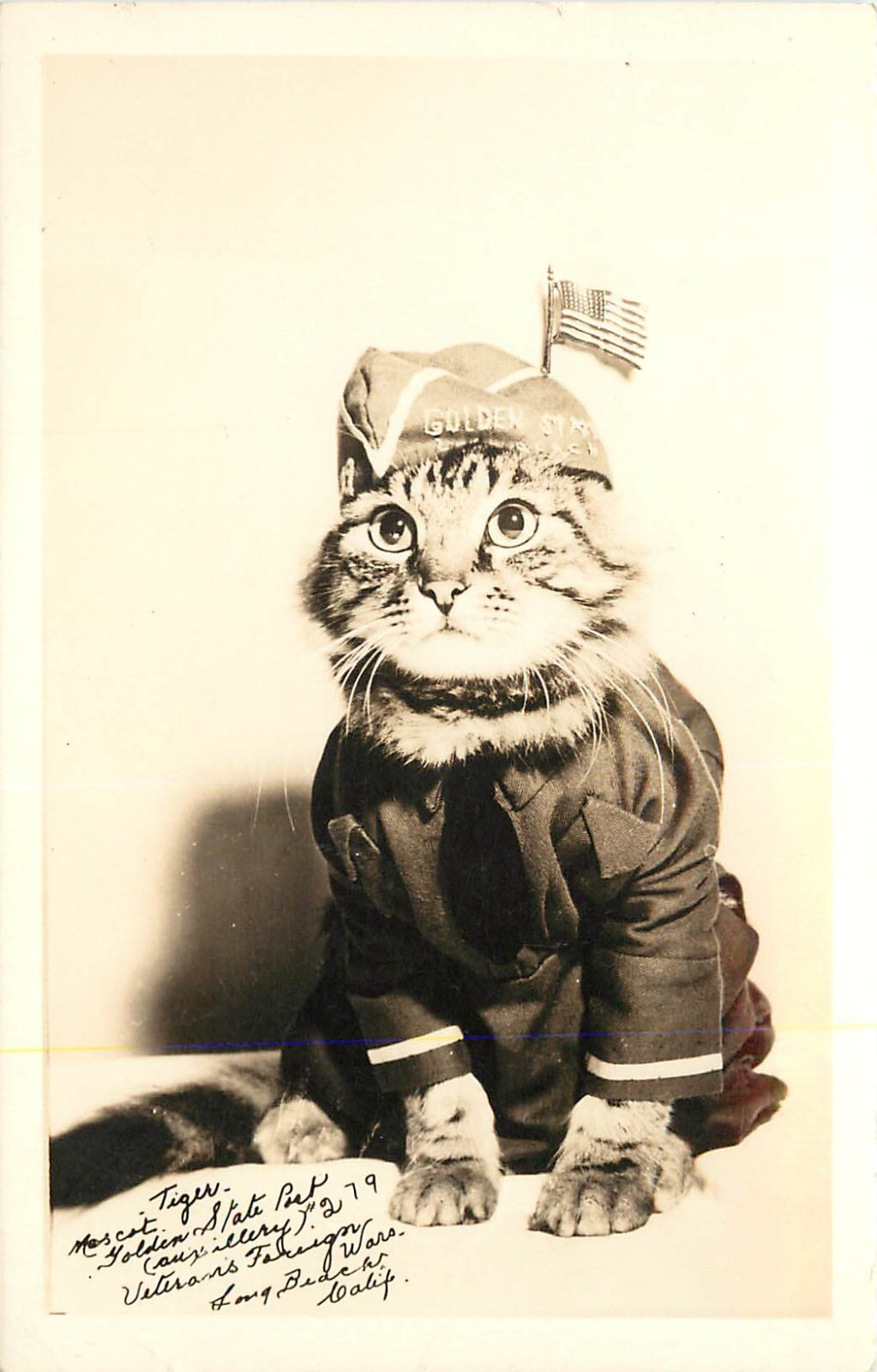RPPC Dressed Cat “Tiger” Mascot Golden State Post Aux. 279 VFW Long Beach CA