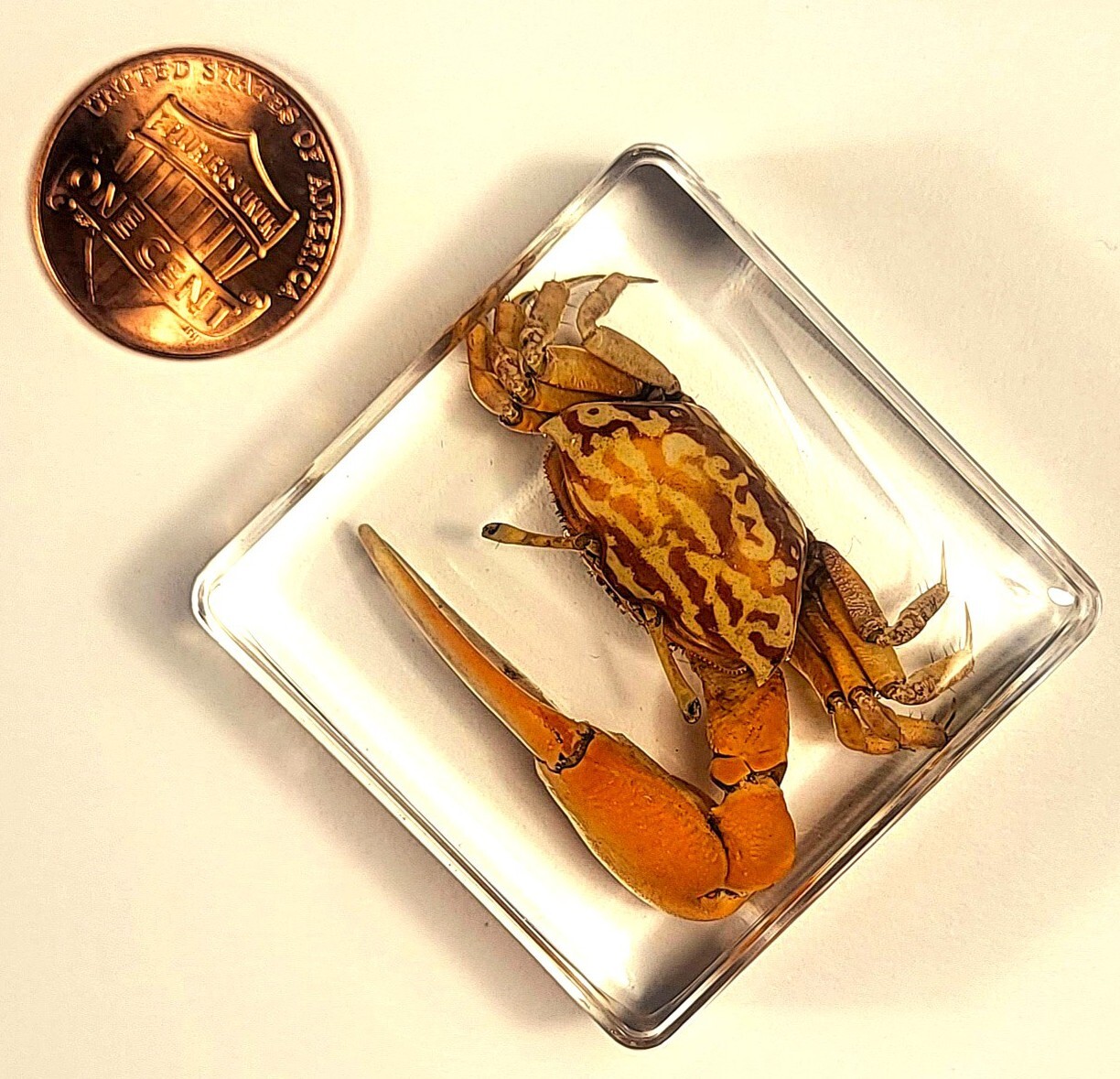 38mm Real Fiddler Crab in Crystal Clear Lucite Resin Science Education Specimen