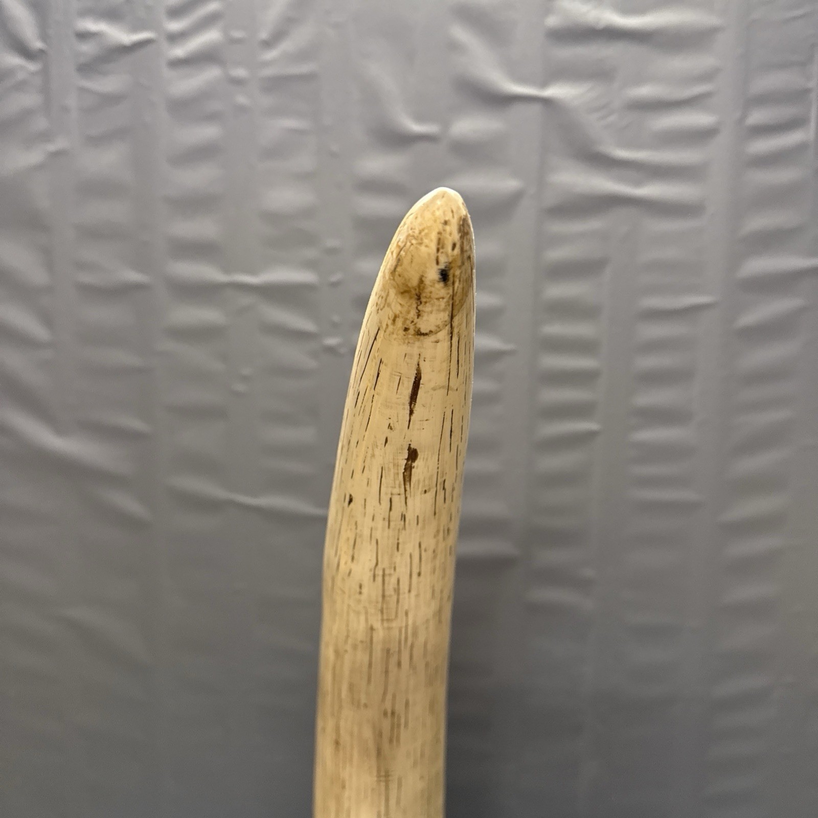 Replica Elephant Tusk 28 inch long. 14 pounds Broken base