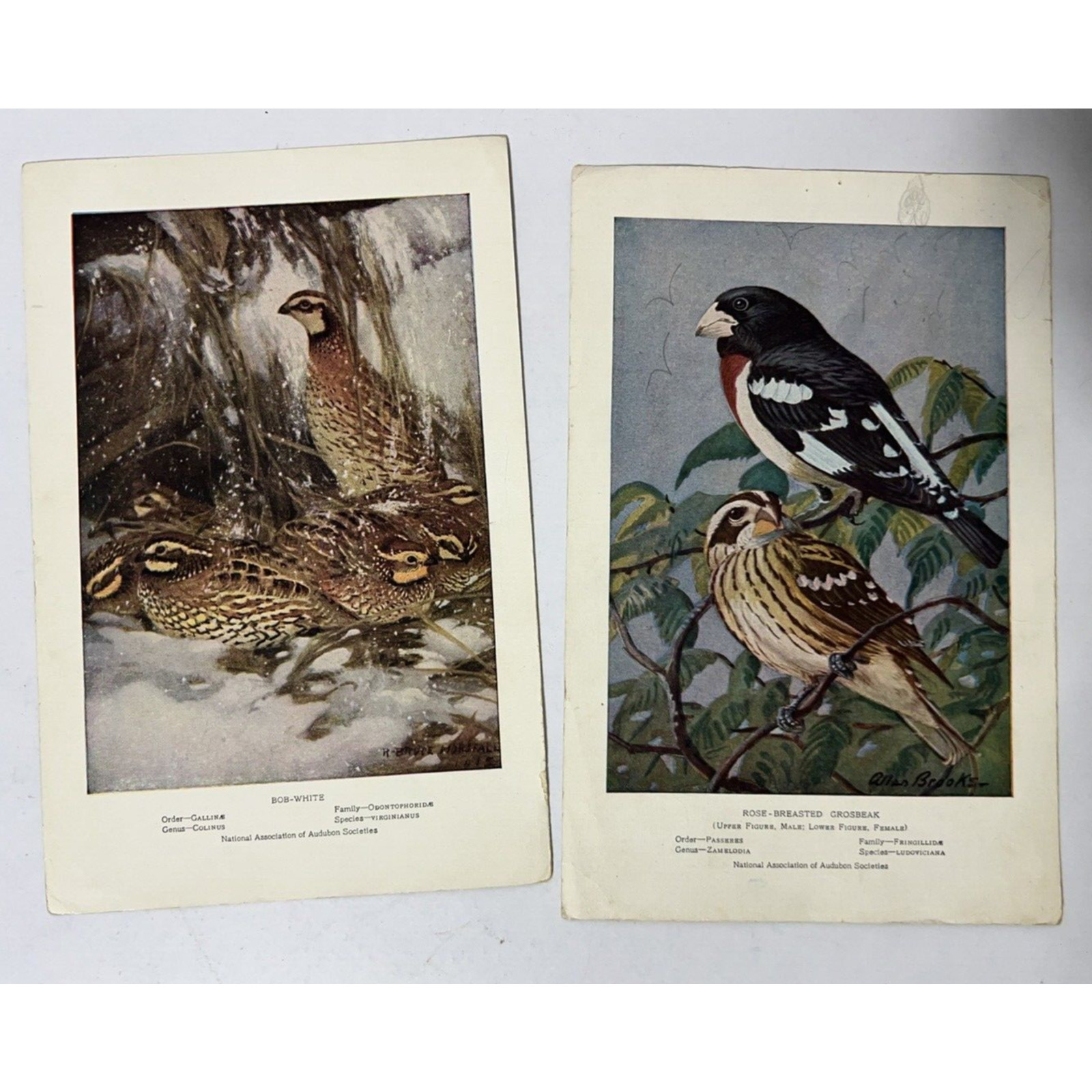 Antique 1920’s & 30’s 12 Audubon Educational Leaflets, Birds with art Prints