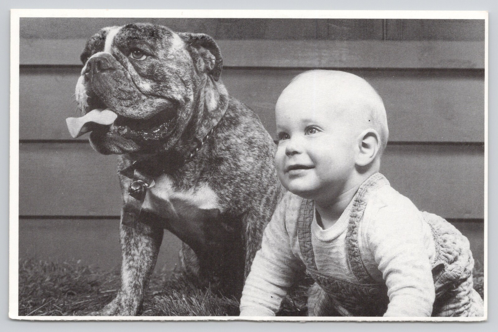 Postcard Crawling Baby with Bulldog North Shore Animal League VTG
