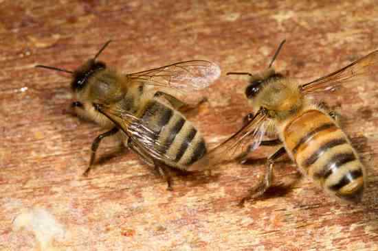 12 REAL Honey Bees {{{ DRYED }}} SPECIMEN INSECT TAXIDERMY YOU GET 12 🐝