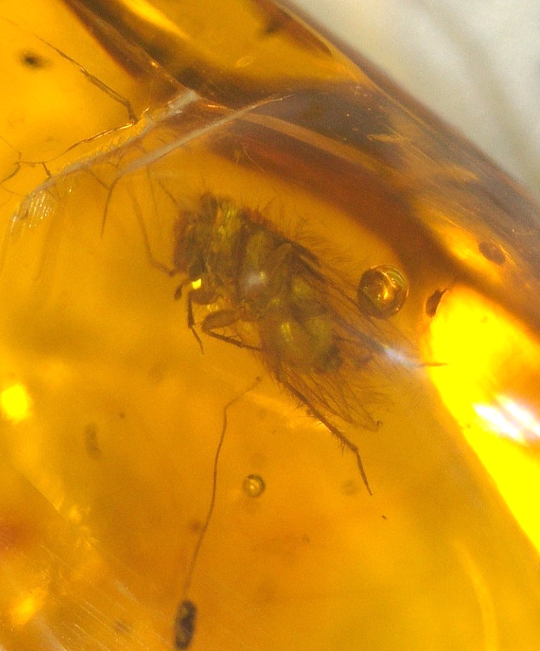 Barklouse with Odd Hair Strand in Dominican Amber Fossil from Los CaCaos Mines