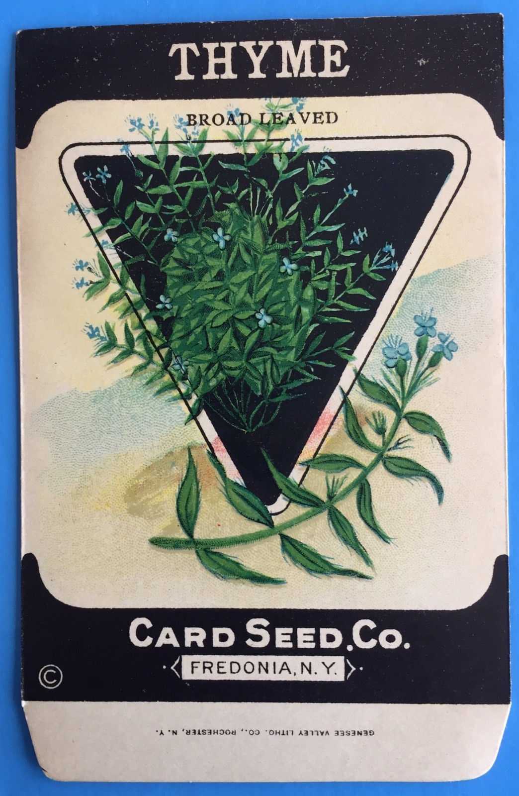 *Original* THYME Broad Leafed Herb CARD SEED Packet Pack 1920’s Fredonia N.Y.