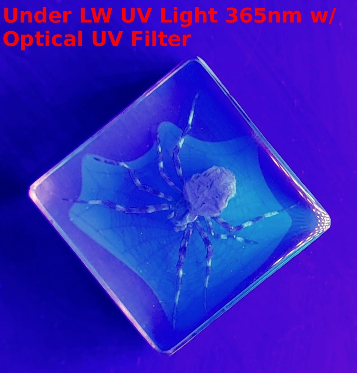 38mm Real Wolf Spider on Web in Clear Lucite Resin Preserved Arachnoids Specimen