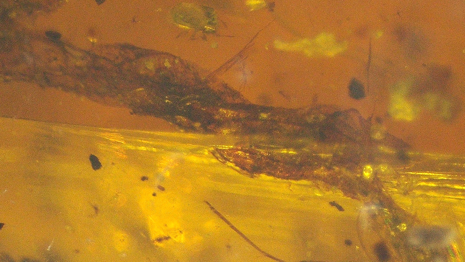 Spotted Leaf with Branch Insects in Burmese Burmite Amber Fossil Dinosaur Age