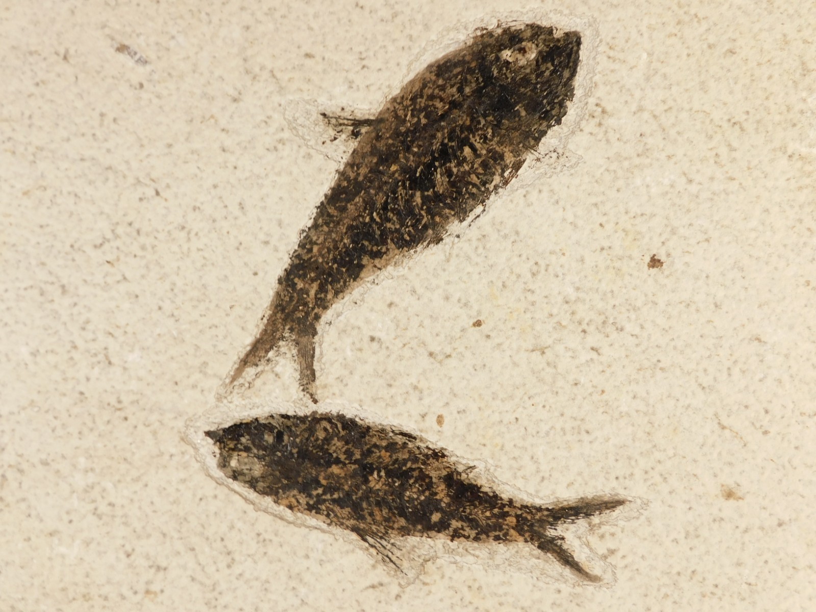TWO! Larger 50 Million Year Old FISH Fossils on Big Matrix From Wyoming 1715gr