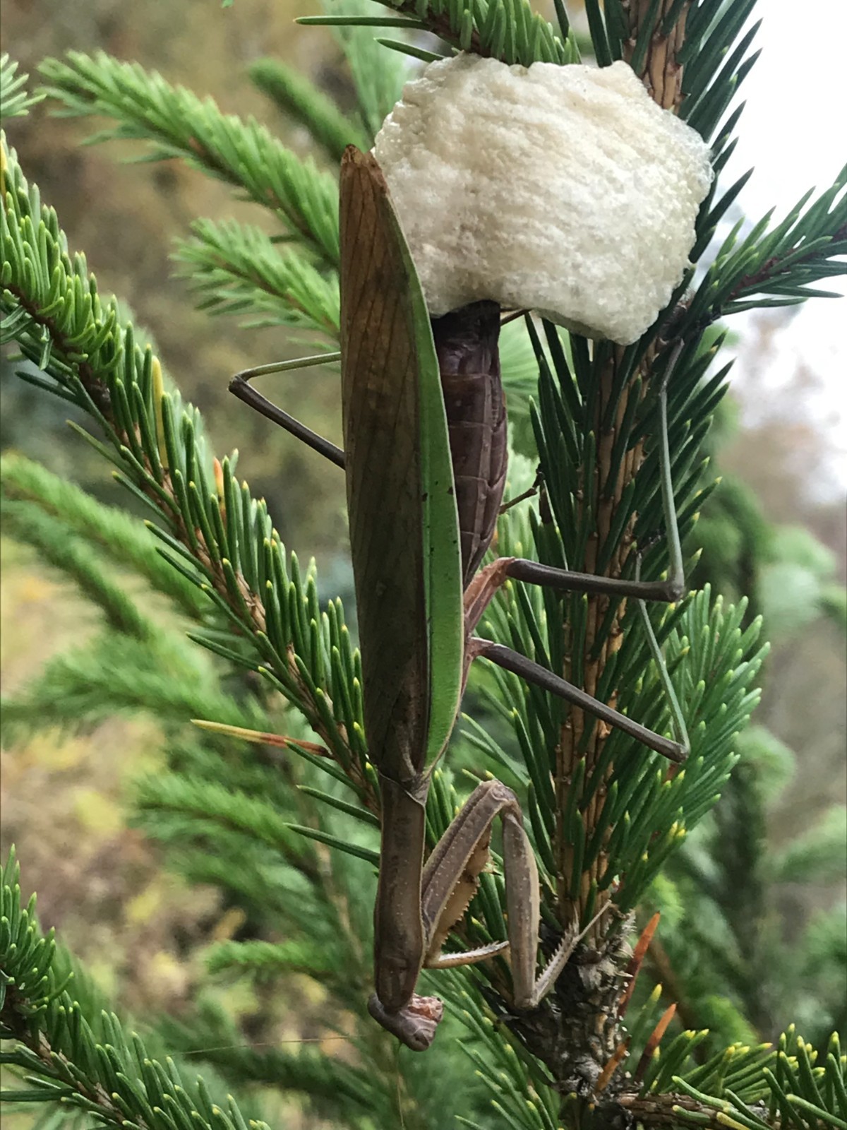 3 Praying Mantis Egg + FREE HATCHING BAG 2026 Season