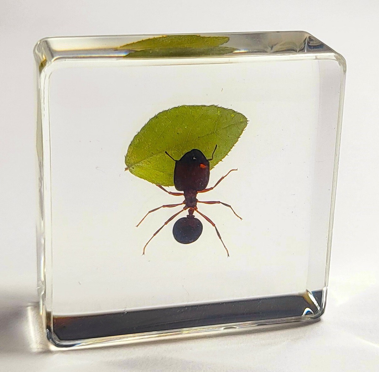 38mm Real Red Fire Ant w/ Green Leaf in Clear Lucite Resin Scenery Diorama Decor