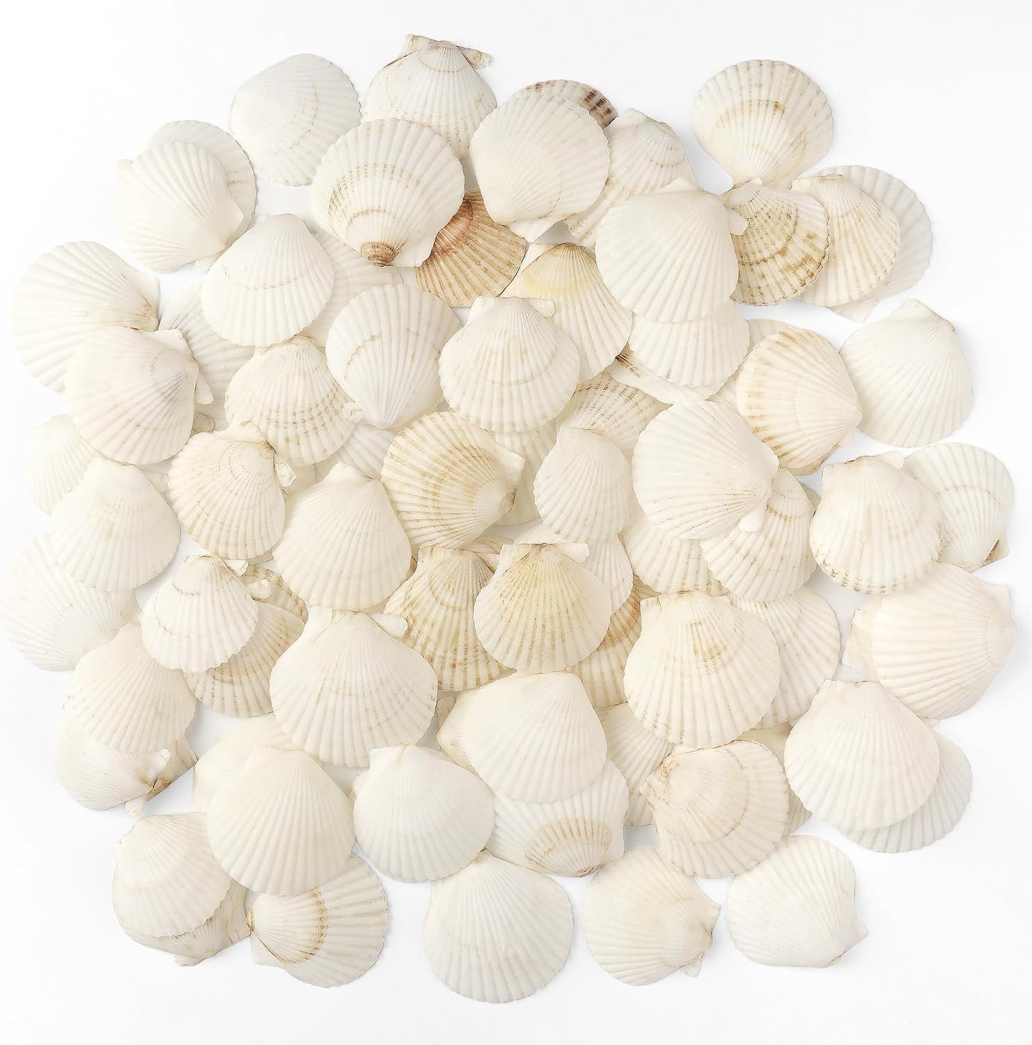48 PCS Scallop Shells Natural Seashell, 1.5″ to 2″ White Scallop Shells Small Se