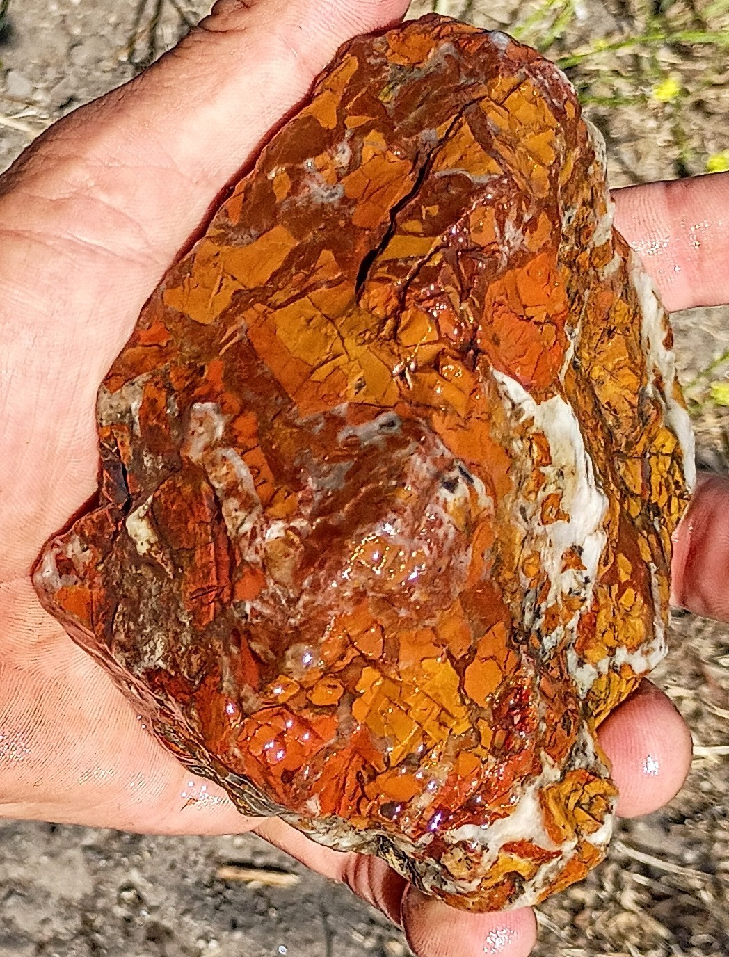 Premium California Central Coast Jasper Brecciated Agate. Lapidary. 2lbs. 3.5oz.