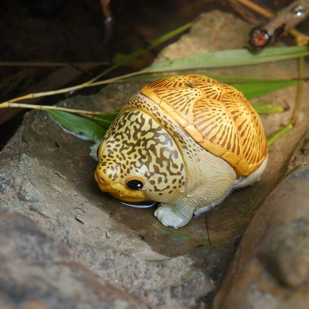 【In-Stock】 Animal Heavenly Body Narrow-Bridged Musk Turtle Claudius Statue