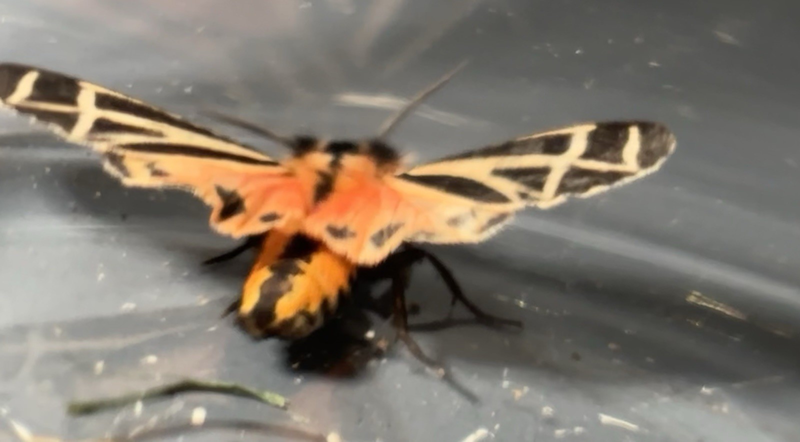 👒 Tiger Moth Specimen~ Harnessed Tiger Moth~Unmounted~ Collector~ Display