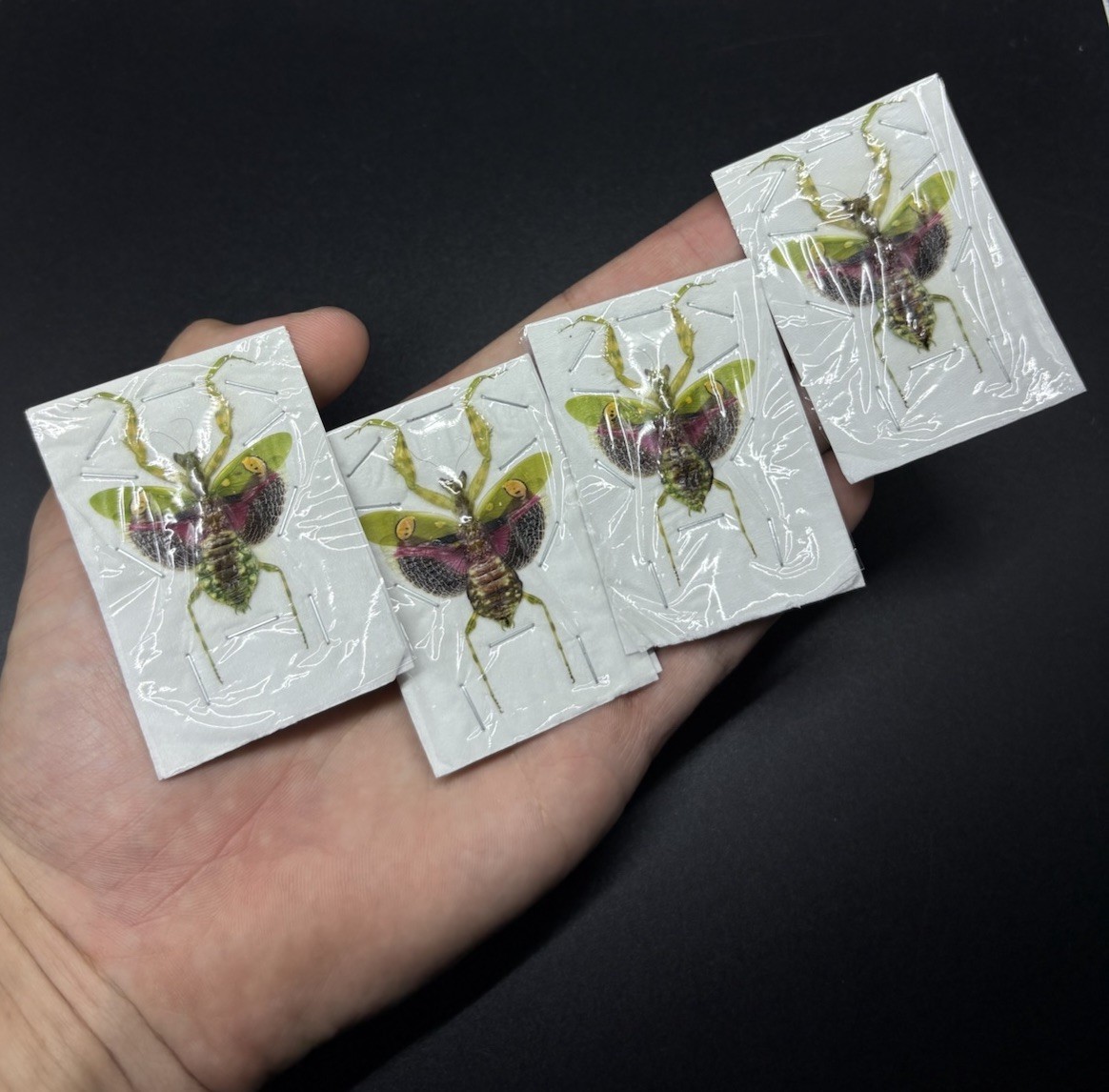 Jeweled Flower Praying Mantis, Creobroter gemmatus, LOT OF 4 Females