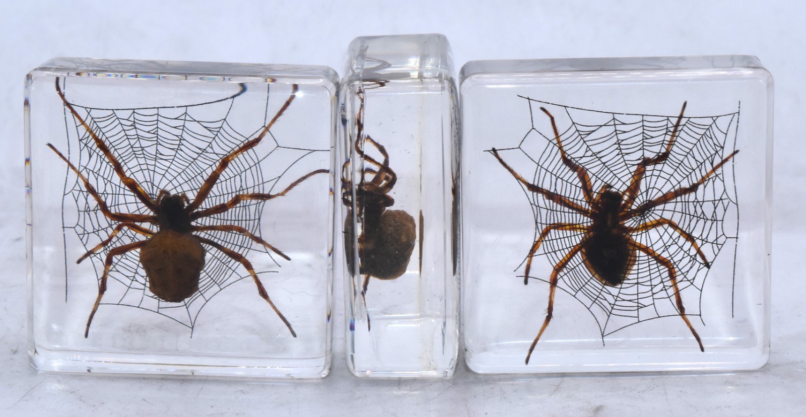 38mm Real Wolf Spider on Web in Clear Lucite Resin Preserved Arachnoids Specimen